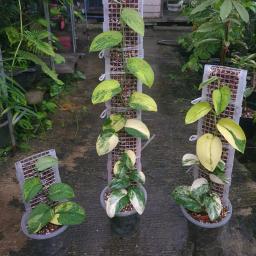 Plastic Monstera Plant Support, Hollow Muss Pole para plantas internas e externas, Estaca - Image 2