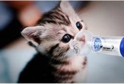 Aerossol Câmara Inalador para Adultos e Crianças, Dog Cat Inalador Espaçador, Feline, Cannie, Vem com 3 Tamanho Máscara e Instrução - Image 5