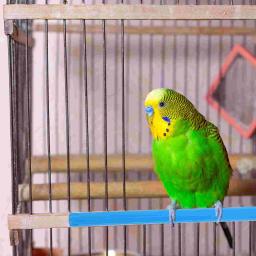 Gaiola de plástico para poleiro de pássaro, haste em pé, balanço, pássaro papagaio, Buddy Birdie, 10 pcs - Image 4