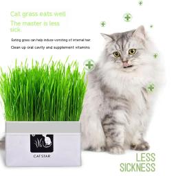 Conjunto de Plantas Hidropônicas para Pet, Grama De Gato, Lanche Para Bola De Cabelo, Limpeza De Grama De Estômago, Suprimentos sem Sementes De Plantas - Image 5