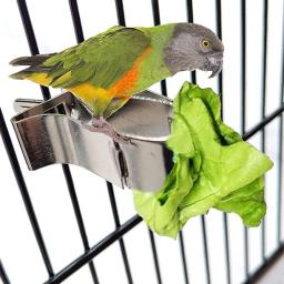 Suporte de alimento plástico para pássaros, frutas garfos, alimentação na gaiola, alimentador do pássaro, papagaio, pet bird suprimentos, 1pc - Image 1