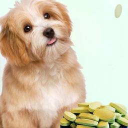 Mastigáveis Multivitabl Para Animais De Estimação, Vitaminas Do Cão Com VB, VA, VD, VE, Suprimentos De Saúde Do Cão, Sistema Imunológico E Saúde Articular - Image 5