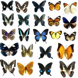 20 pçs natural real natural não montado borboleta espécime material de arte colorido misto le papillon decoração para casa diy - Image 3