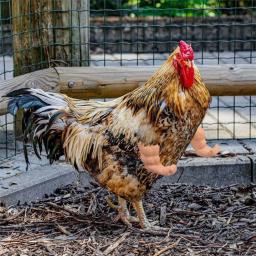 Engraçado Combate Frango Braços Brinquedos, Artificial Vestindo Braço Muscular para Pombo, Hen Pet Tema, Adereços de festa, Frango Acessórios Suprimentos - Image 4
