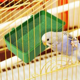 Banheira multi-purpose Pet Bird, bandeja de comida, papagaios, periquito, birdbath, gaiola, acessórios de limpeza pendurados, Pet Daily Supplies - Image 5