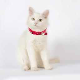 Ajustável Pet Coleiras com Bell, Anti-lost Corda, Cat Coleiras, Cão Suprimentos, Acessórios Decorativos, 1Pc - Image 6