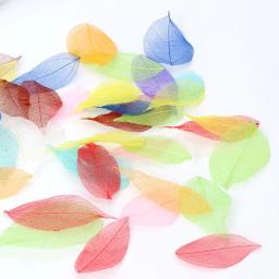 50 peças esqueleto natural deixa materiais enchimento caixa presente casamento requintados - Image 2