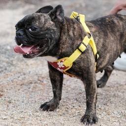 Respirável malha colete estilo cão arnês conjunto, confortável e não-retrátil animal de estimação tração, pequeno, conjunto de duas peças - Image 4
