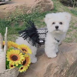 Vestido de princesa para animais, vestidos para cães, colete de pelúcia, saia de gato, roupas chihuahua verão - Image 3