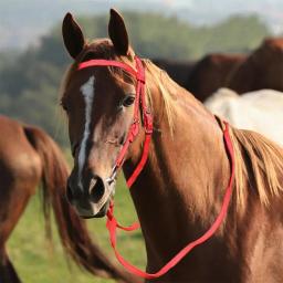 Freio de cavalo ajustável lanffle noseband náilon equino noseband rédeas macio forrado trilha equitação equitação equitação cavalo brida - Image 3