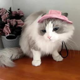 Chapéu de gato com furos de orelha, estilo tingido, boné de estimação, acessórios de higiene, chapéu engraçado Sphynx - Image 5
