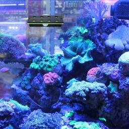 Aquário Fish Tank Prateleira Acrílica, Coral Suporte, Planta Titular, Acessórios - Image 3
