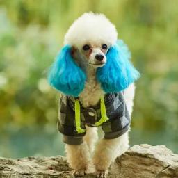 Agente de tingimento para coloração de cabelo brilhante para animais, cães e gatos, Pigmento de tingimento, Acessórios para cães seguros - Image 3