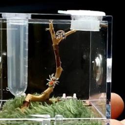 Caixa De Reprodução De Répteis Terrário Caixa De Reprodução De Répteis De Plástico Gaiola De Terrário Caixa De Visualização De Insetos Para Grilo Aranha Besouro Caracol - Image 3