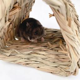 Ninho De Grama Tecido À Mão para Pequenos Animais De Estimação, Ninho De Hamster, Ninho De Descansar De Papagaio, Bird Toy, Bird House - Image 5