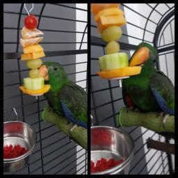 2024 nova alta qualidade pet papagaios pássaros suporte de comida suporte aço inoxidável frutas lança vara carne frutas vegetais espeto - Image 5