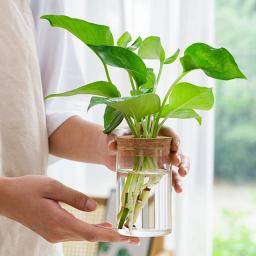 Vaso De Flor De Vidro Redondo Com Rolha De Madeira, Recipiente Hidropônico, Micro Paisagem, Garrafa Ecológica - Image 1