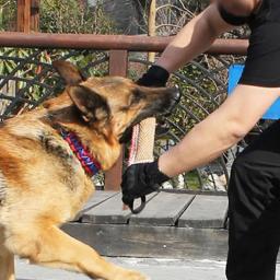 Almofada de mordida de juta para cães, Rebocador, Equipamento de treinamento, Jogo interativo, Brinquedo Mastigação Difícil, Cão grande, 2 alças fortes - Image 4