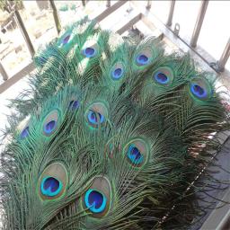 Penas de pavão reais naturais para decoração, vasos artesanais, longos, grandes, espada, decoração, vaso, apanhador de sonhos, acessórios, atacado - Image 3