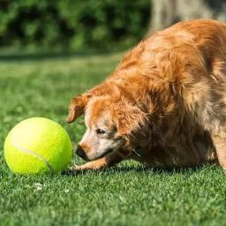 Gigante Inflável Pet Bola De Tênis com Bomba De Ar, Cão Grande Bola De Treinamento, Brinquedos Interativos Do Cão, 24cm, 7/9.5 Polegada - Image 2