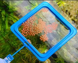 Plástico flutuante alimentador de alimentos para aquário, peixe alimentação suprimentos, flutuabilidade círculo, quadrado e redondo anel de alimentação, tanque de peixes acessório - Image 1