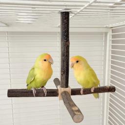 Poleiro pássaro moagem scratchers suporte molar para papagaios conure budgies brinquedo - Image 2