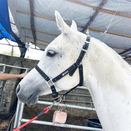 Cabeça de freio de cavalo de couro PU – Conjunto de ponteiros equestre ajustável para cavalos – Acessórios de aderência de equitação duráveis - Image 3