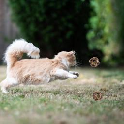 Brinquedos interativos para animais de estimação para gatos indoor, limpeza dos dentes, quebra-cabeça dos dentes, bola de hortelã, brinquedo esportivo - Image 2