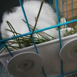 Pequeno alimentador alimentos para animais estimação tigela cesta grama hamster pendurado para cobaias galesaur - Image 6