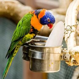 Cálcio Chewing Toys for Pets, Perch, Hanging Bell, Suplementos de cálcio, Molares, Lula Ossos, Gaiola de calopsita, Bird Food, Periquito, Hamster - Image 4