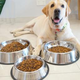 Alimentador de aço inoxidável para animais de estimação, tigela de água para cães e gatos, prato de alimentação para filhotes, comida ao ar livre, XS, S, M, L, XL, XXL, 6 tamanhos - Image 1