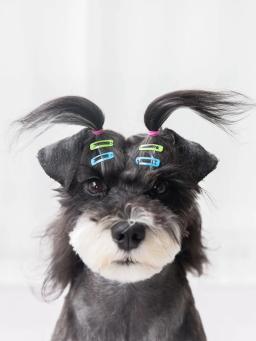 Bandas De Borracha Coloridas Pet, cão pequeno Suprimentos, produtos De Cabelo Elástico, Grooming Acessórios - Image 4