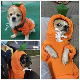 Com capuz de lã quente para cães, roupa ao ar livre, camisola do cão, roupas de cachorro, casaco de design bonito, novo, 1pc - Image 4
