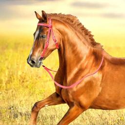 Guia de cavalo ajustável lanffle noseband náilon equino noseband rédeas para mulheres homens macio forrado trilha equitação suprimentos equestres - Image 5