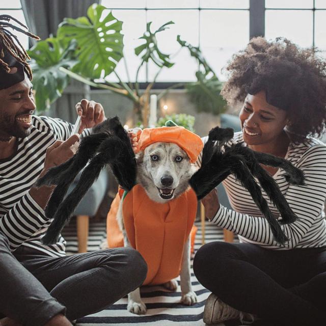 Fantástico Fantasias de Halloween para Cães: Roupa de Aranha, Acessórios e Brinquedos Infantis para o Inverno