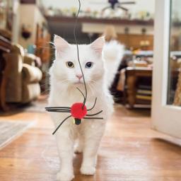 Porta suspensa interativa para gato, brinquedo de cordão elástico, gatinho saltando, brinquedo aranha de pelúcia, pet pet pet pet de brinquedo vermelho - Image 3