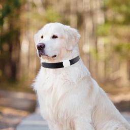 Rastreador GPS para Cães, Rastreador de Atividade Inteligente, Funciona com Qualquer Coleira, Rastreador de Animais Impermeável, Localizador Compatível com Bluetooth, App Track - Image 5