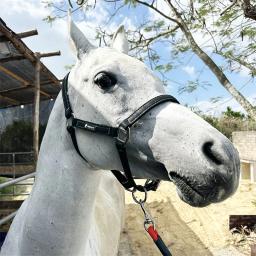 Cabeça de freio de cavalo de couro PU – Conjunto de ponteiros equestre ajustável para cavalos – Acessórios de aderência de equitação duráveis - Image 2