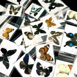 20 pçs natural real natural não montado borboleta espécime material de arte colorido misto le papillon decoração para casa diy - Image 2