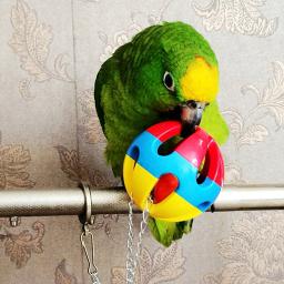 Papagaio mastigar brinquedo bola brinquedos para papagaios balanço gaiola pendurado cockatiel brinquedos pássaros brinquedo interativo suprimentos de pássaro - Image 4