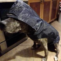 Golden Fur Raincoat para cães, adequado para vento e chuva, suprimentos ao ar livre, Teddy, cão pequeno, médio e grande, S-6XL - Image 4