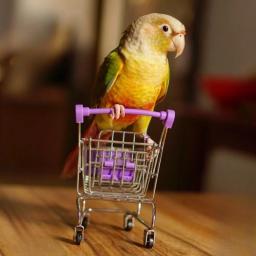 Mini carrinho de compras para pássaros, cor aleatória, papagaio, liga engraçada, gaiola de treinamento de pássaros, acessórios, 1 pc - Image 3