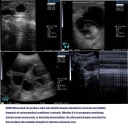 Scanner veterinário portátil do ultrassom, ultra máquina portátil do verificação da gravidez do veterinário, para uso do gato do cão do cavalo da vaca das ovelhas do porco - Image 2