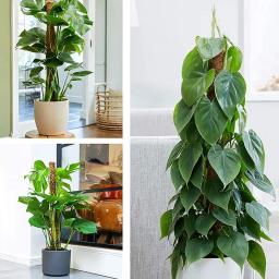Suporte De Escalada De Plantas, Monstera, Planta De Escalada, Totem Pole, Estacas De Coco, Ajuda As Plantas De Escalada A Crescer Para Ca, Musgo Pole - Image 3