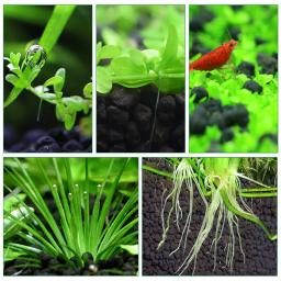 Substrato para aquário, plantas de aquário, substrato para cascalho, tanque de peixes, plantas d'água, decoração de paisagismo, erva - Image 5