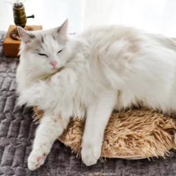 Cobertor elétrico para dormir para animais de estimação, Tapete de cachorro, Aquecedor do corpo para gatos, Cama de dormir temática - Image 5