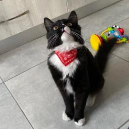 Colar bandana ajustável para pet, lenço no pescoço para cães pequenos e gatos, toalha de saliva, colar PU com bandagem triangular, cachorro e gatinho - Image 6