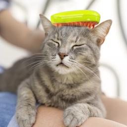 Auto limpeza escova vaporosa para gato e cão, 3 em 1 escova de vapor, massagem, removedor de cabelo, pente, Pet Grooming, escova de beleza - Image 4