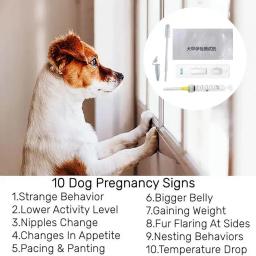 Tiras De Teste De Gravidez Precoce Para Casa, Folha De Teste De Gravidez, Cartão De Papel De Cachorro, Acessórios Para Animais De Estimação - Image 4