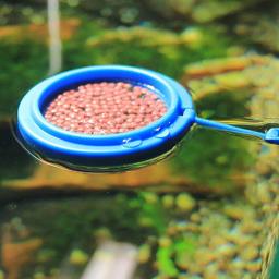 Alimentador De Tanques De Peixes Suprimentos De Alimentação De Peixes Círculo De Flutuabilidade De Plástico Com Ventosa Para Tanques De Peixes Aquário Reduzir O Desperdício De Alimentos De Peixes - Image 4